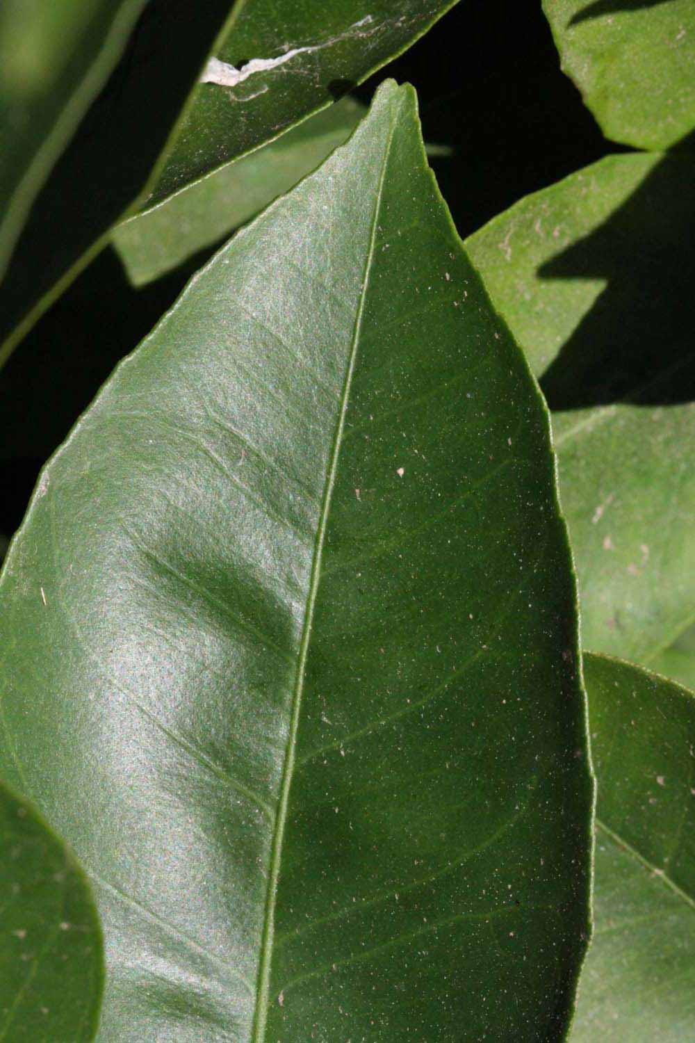              Margin (Riverside, CA)       